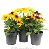 Black-eyed Susan Assorted - Alternate photo
