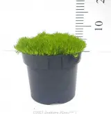 Gold Pearlwort - Primary