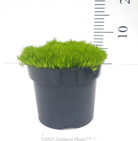 Gold Pearlwort