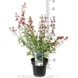 Salvia Hot Lips - Product photo