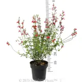 Salvia Hot Lips - Reference photo
