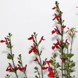 Salvia Hot Lips - Detail photo