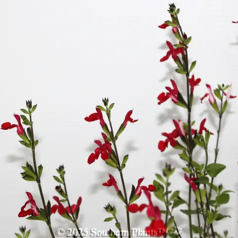 Salvia Hot Lips