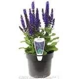 Woodland Sage - Plant photo