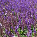 Woodland Sage - Detail photo