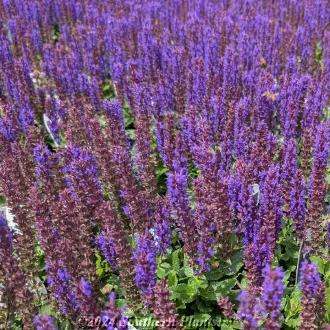 Woodland Sage