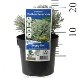 Cotton Lavender - Product photo
