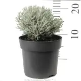 Cotton Lavender - Reference photo