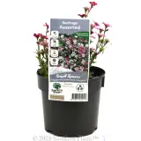 Tufted Alpine Saxifraga - Plant photo