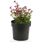 Tufted Alpine Saxifraga - Alternate photo