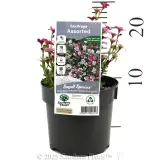 Tufted Alpine Saxifraga - Product photo