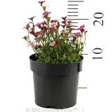 Tufted Alpine Saxifraga - Reference photo