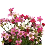 Tufted Alpine Saxifraga - Detail photo