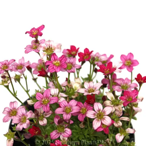Tufted Alpine Saxifraga