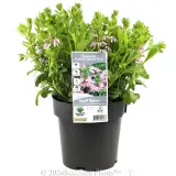 Scaevola Aussie Salute Pink - Plant photo