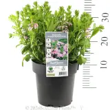 Scaevola Aussie Salute Pink - Product photo