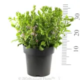Scaevola Aussie Salute Pink - Reference photo