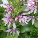Scaevola Aussie Salute Pink - Detail photo