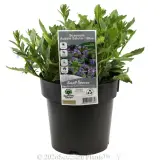 Scaevola Aussie Salute - Plant photo