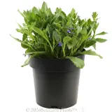 Scaevola Aussie Salute - Alternate photo