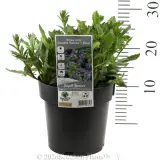 Scaevola Aussie Salute - Product photo