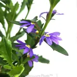 Scaevola Aussie Salute - Detail photo