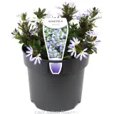 Scaevola Touch Blue - Plant photo