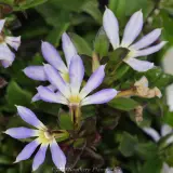 Scaevola Touch Blue - Product photo