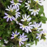 Scaevola Touch Blue - Reference photo