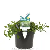 Scaevola Purple Fusion - Plant photo