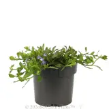 Scaevola Purple Fusion - Alternate photo