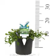 Scaevola Purple Fusion - Product photo