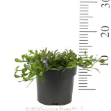 Scaevola Purple Fusion - Reference photo