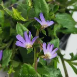 Scaevola Purple Fusion - Detail photo