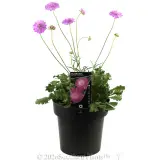 Scabiosa Mariposa Candy Pink - Plant photo