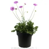 Scabiosa Mariposa Candy Pink - Alternate photo