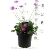 Scabiosa Mariposa Candy Pink - Product photo