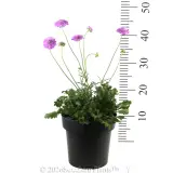 Scabiosa Mariposa Candy Pink - Reference photo