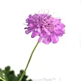 Scabiosa Mariposa Candy Pink - Detail photo