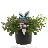 Scaevola Pink Fusion - Plant photo
