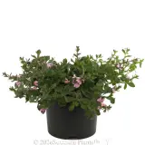 Scaevola Pink Fusion - Alternate photo