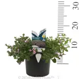 Scaevola Pink Fusion - Product photo