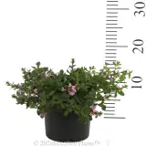Scaevola Pink Fusion - Reference photo