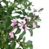 Scaevola Pink Fusion - Detail photo