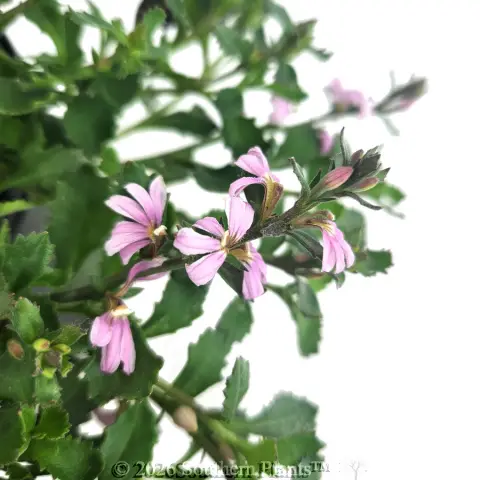 Scaevola Pink Fusion