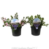 Scaevola Scala Series - Plant photo