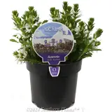 Scaevola Scala Series - Product photo