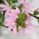 Scaevola Scala Series - Reference photo
