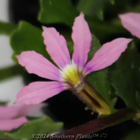 Scaevola Scala Series