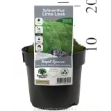 Cushion Bush - Product photo